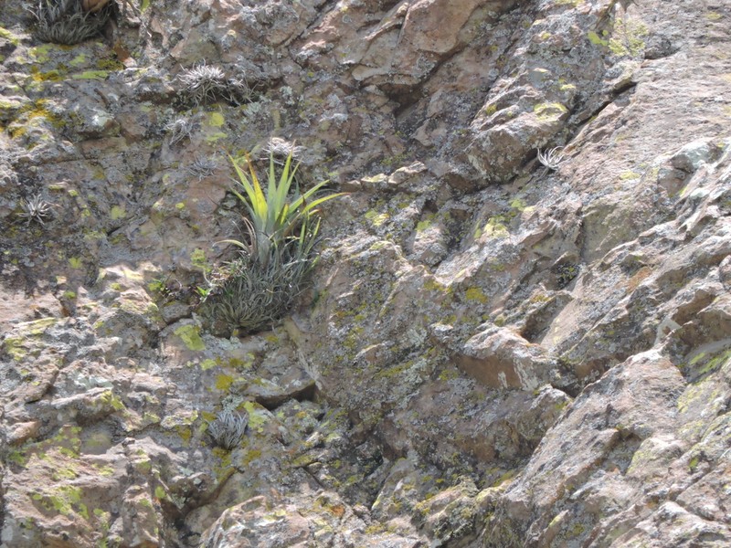 Tillandsia bernalensis photo 4