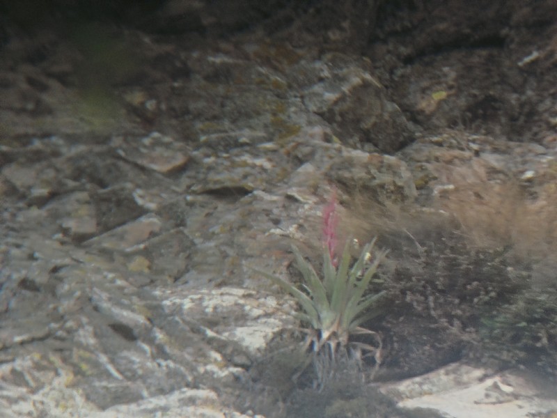 Tillandsia bernalensis photo 5