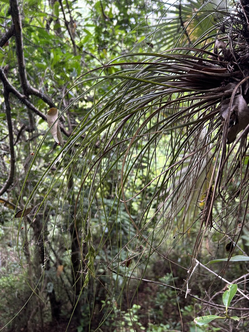 Fescue Airplant photo 5
