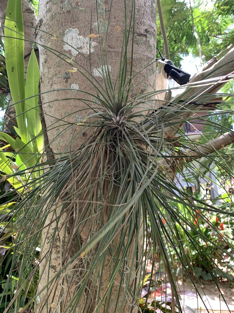 Fescue Airplant photo 6