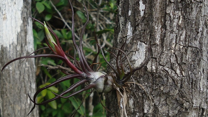 Bulbous Airplant photo 2