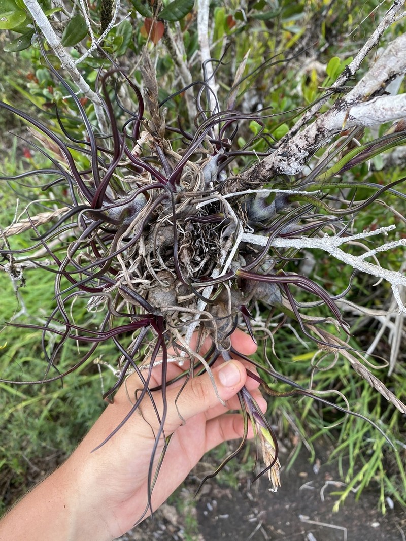 Bulbous Airplant photo 3