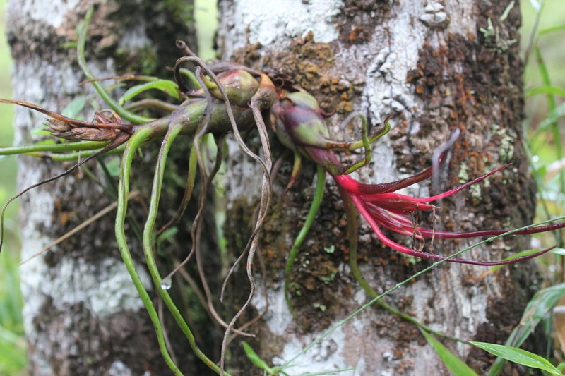 Bulbous Airplant photo 4