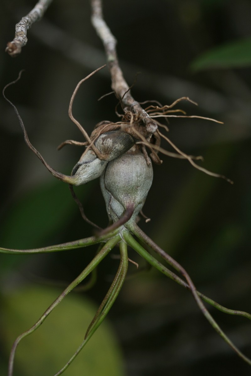 Bulbous Airplant photo 5