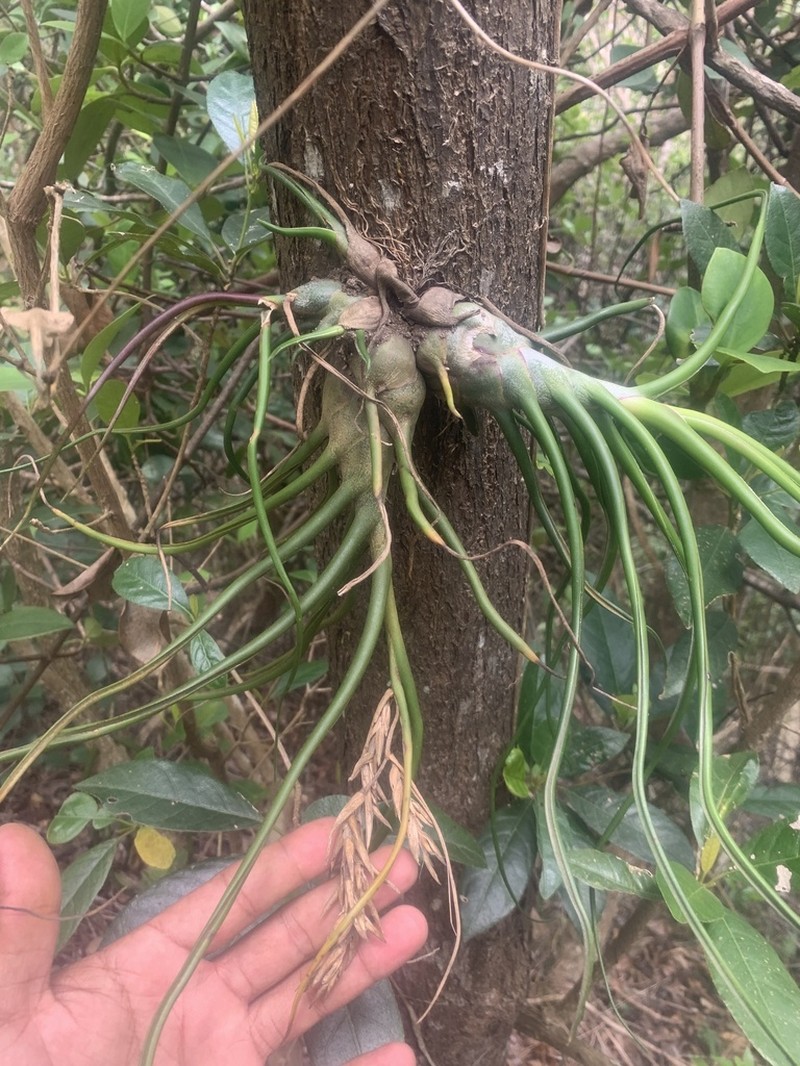 Bulbous Airplant photo 6