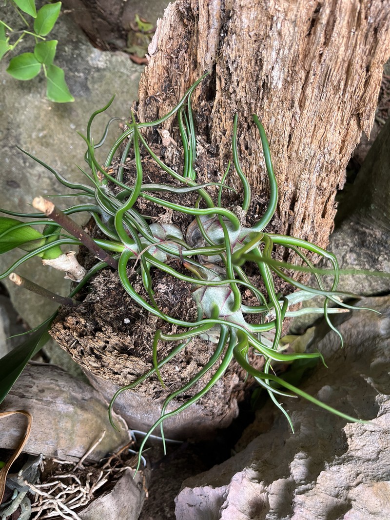 Bulbous Airplant photo 7