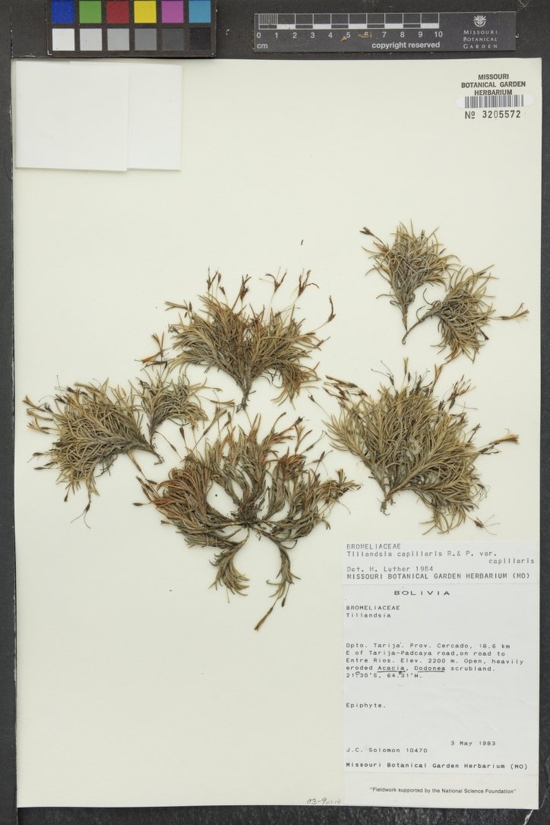 Tillandsia capillaris var. capillaris