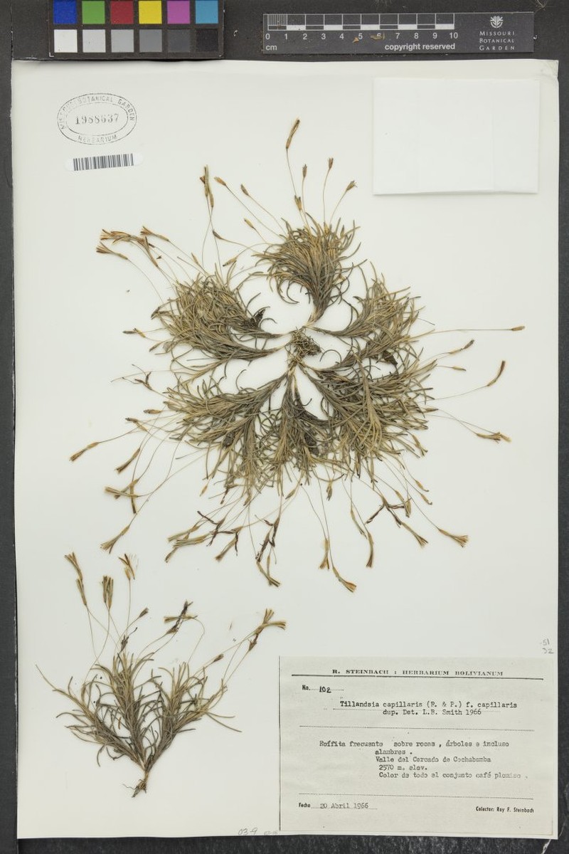 Tillandsia capillaris var. capillaris photo 2