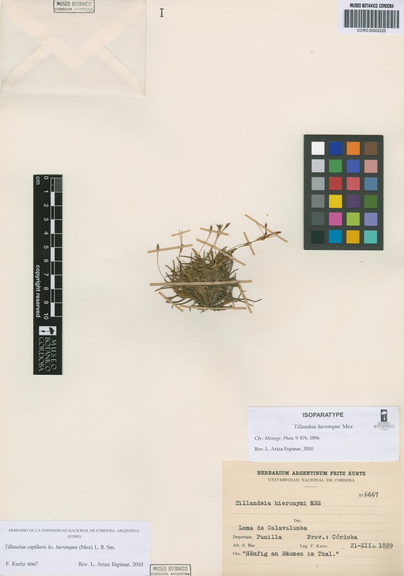 Tillandsia capillaris var. capillaris photo 4