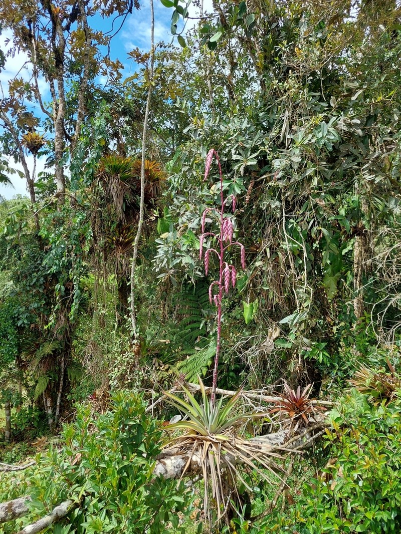 Tillandsia chingacensis