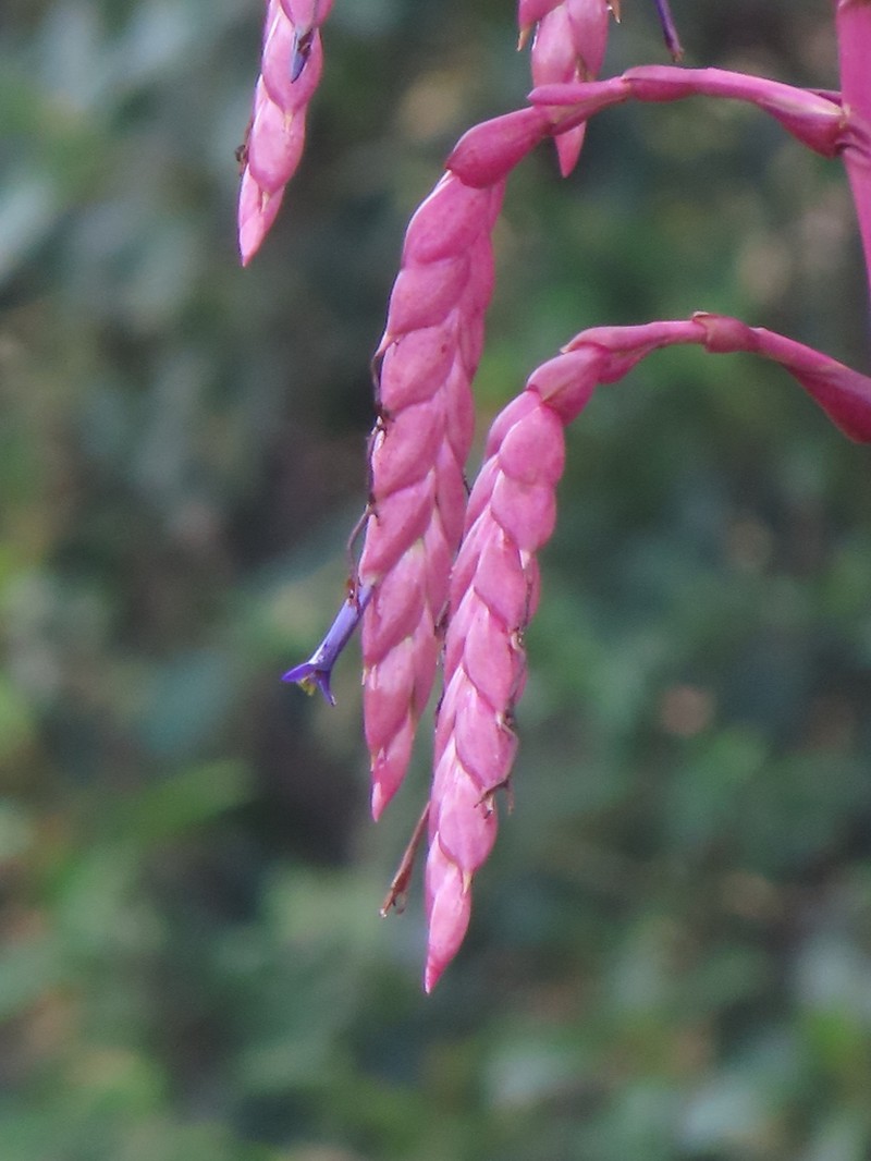 Tillandsia chingacensis photo 2
