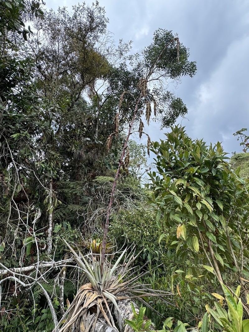 Tillandsia chingacensis photo 4