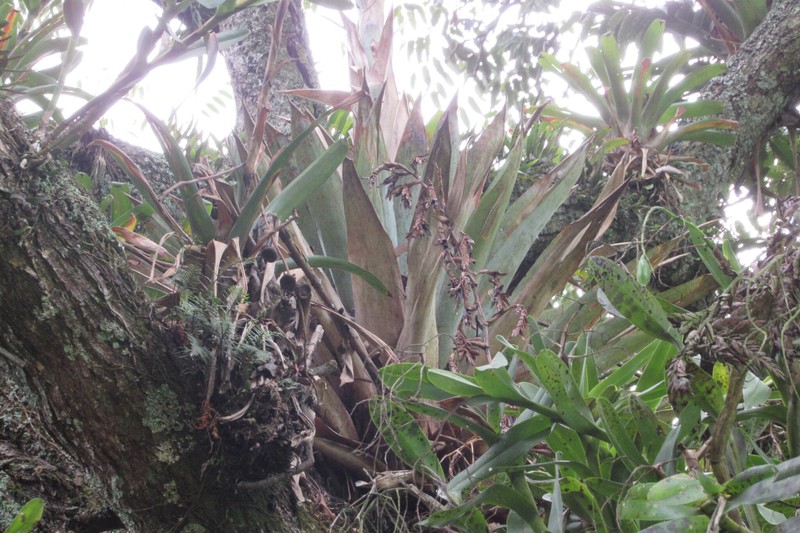 Tillandsia chingacensis photo 5
