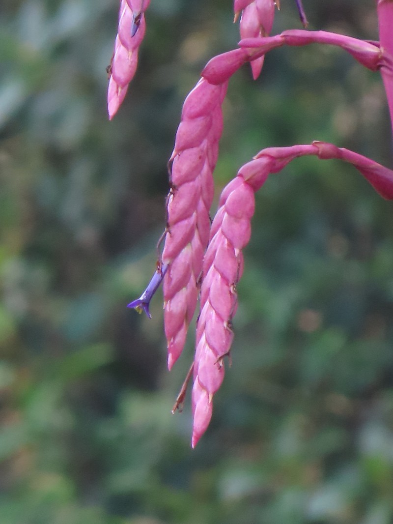 Tillandsia chingacensis photo 6