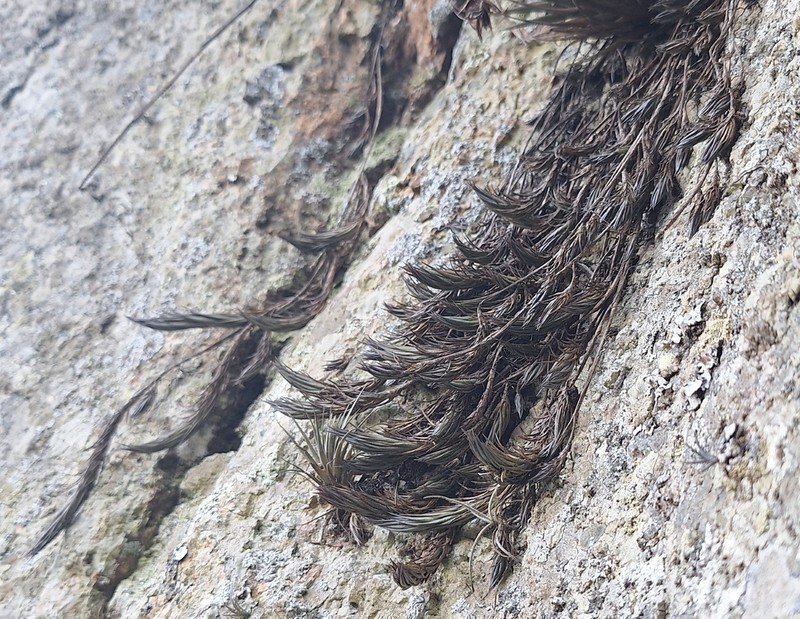 Tillandsia ertonii