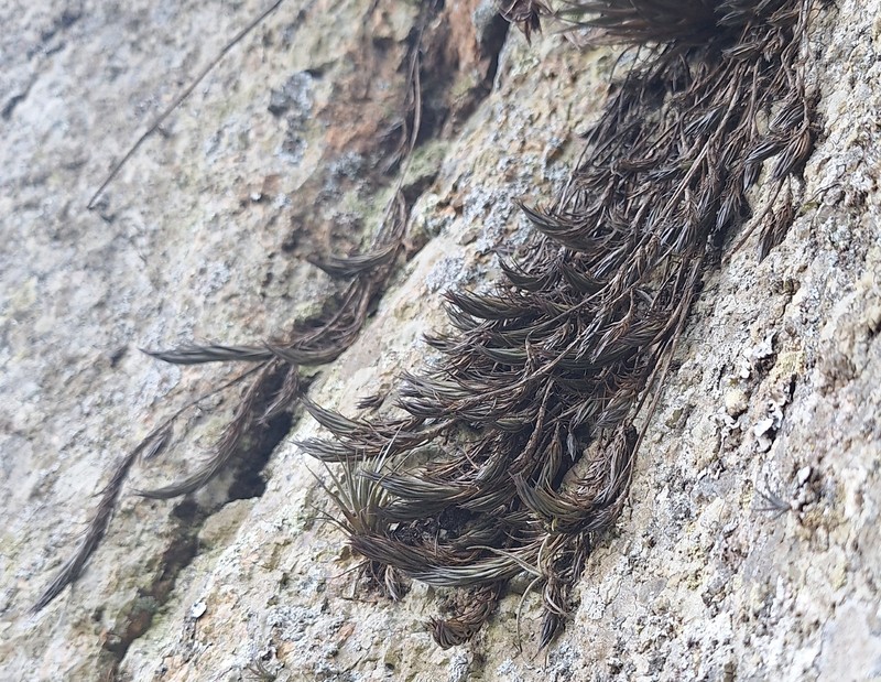 Tillandsia ertonii photo 2