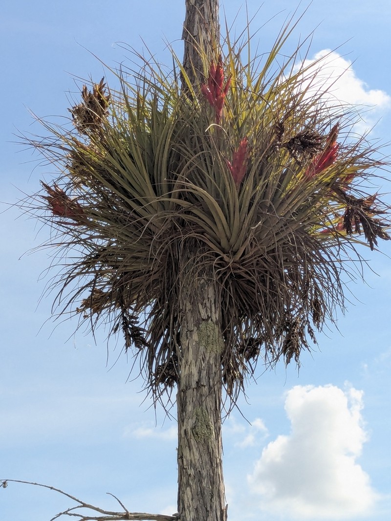 Giant Airplant photo 2