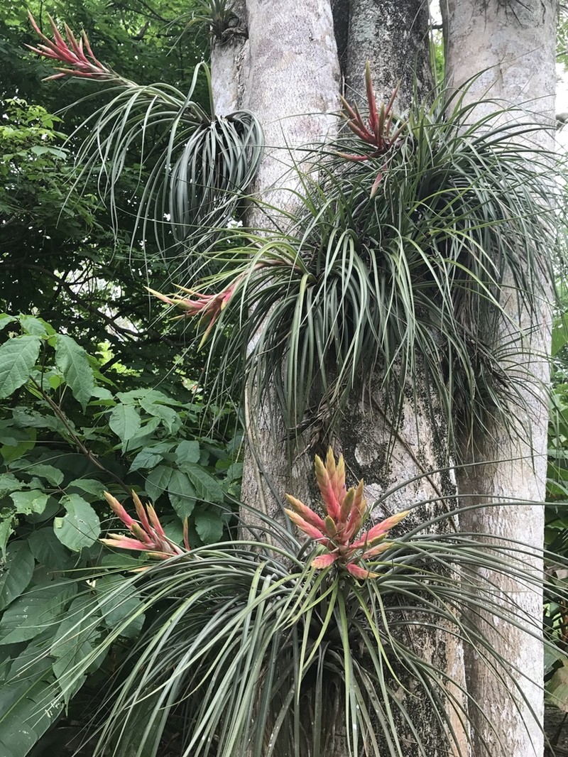 Giant Airplant photo 3