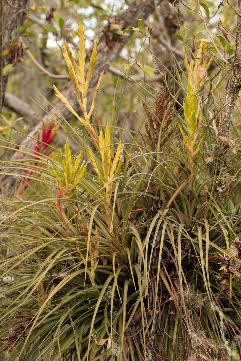Giant Airplant photo 4