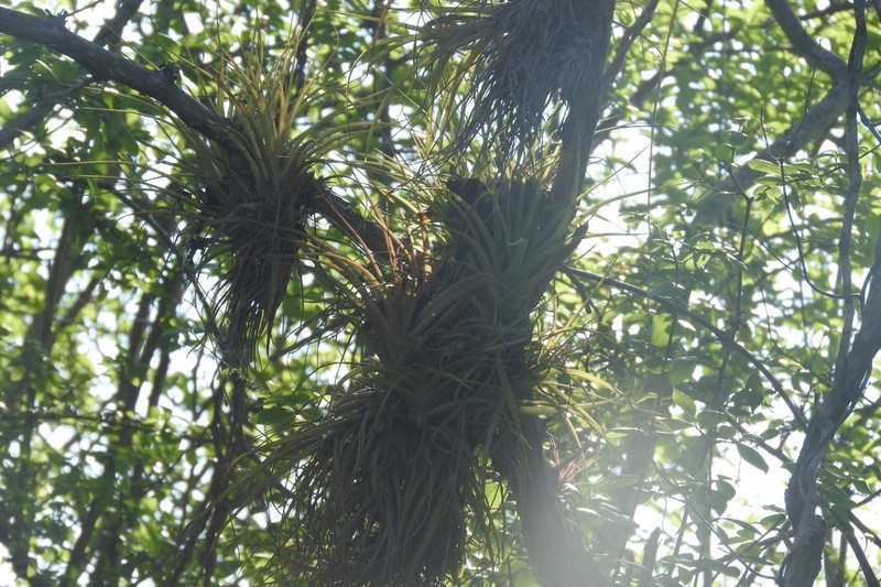 Giant Airplant photo 5