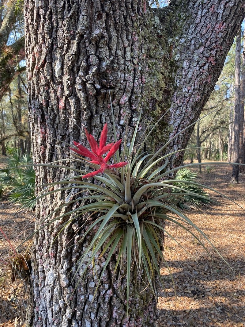 Giant Airplant photo 6