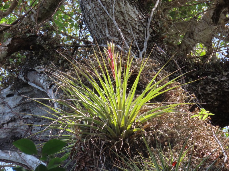 Giant Airplant photo 7
