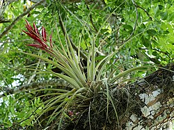 Giant Airplant