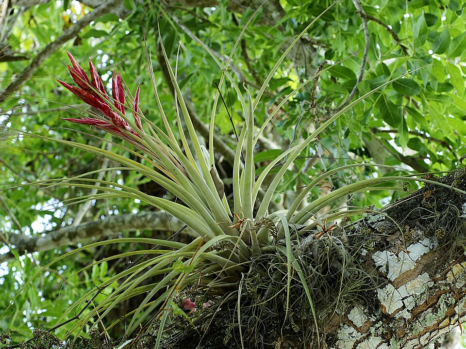Giant Airplant