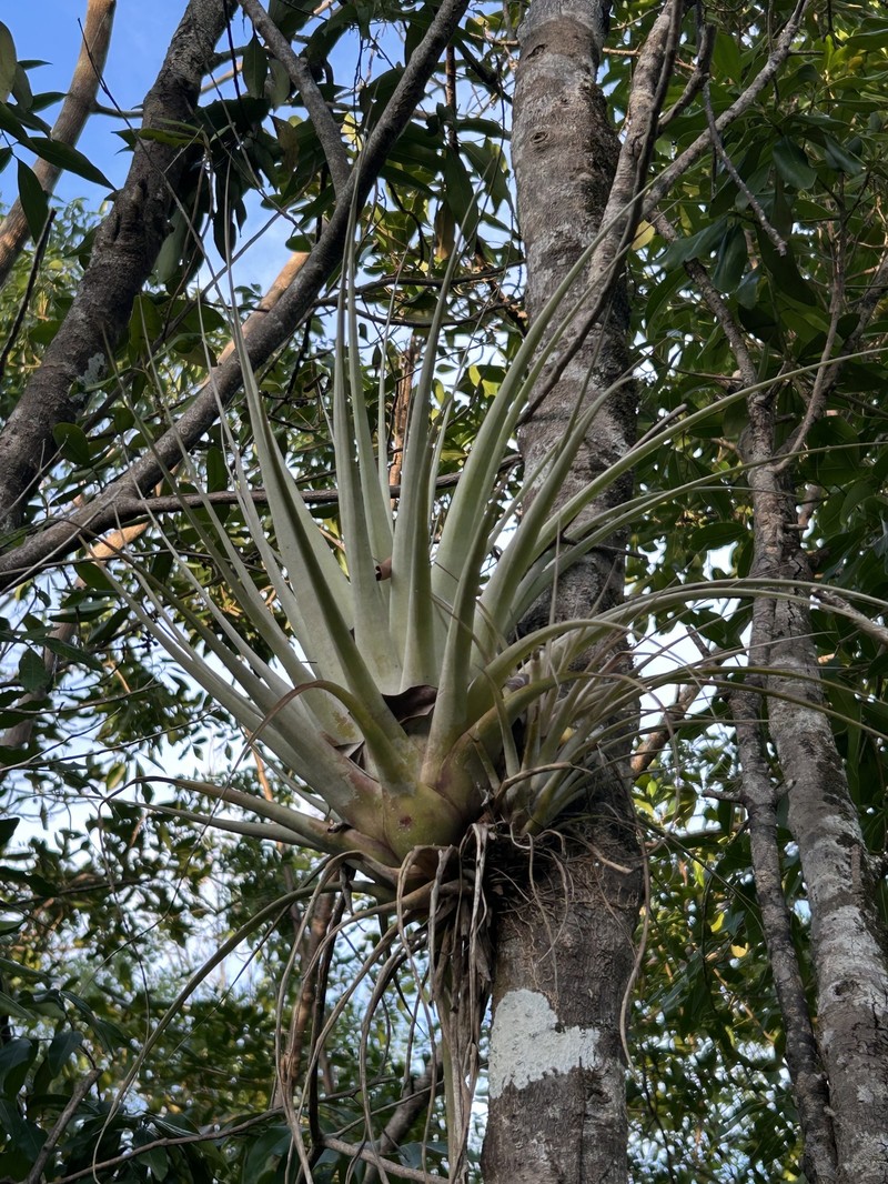 Tillandsia fasciculata var. densispica