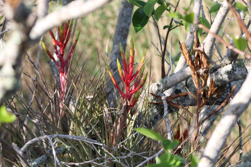 Tillandsia fasciculata var. densispica photo 2