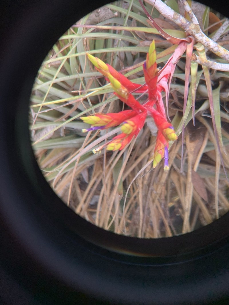 Tillandsia fasciculata var. densispica photo 3