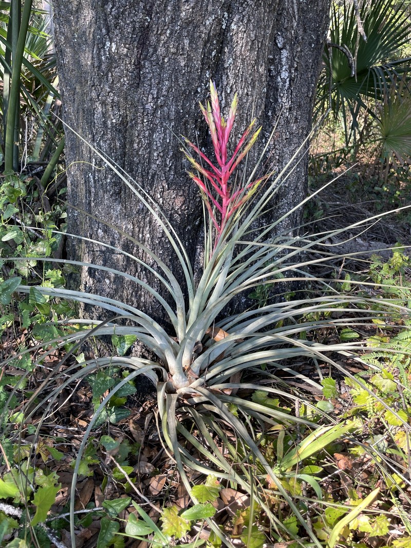 Tillandsia fasciculata var. densispica photo 4