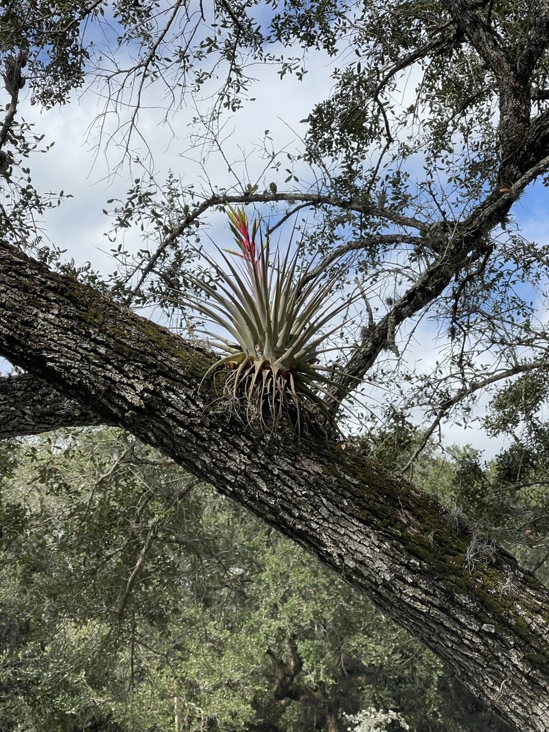 Tillandsia fasciculata var. densispica photo 5