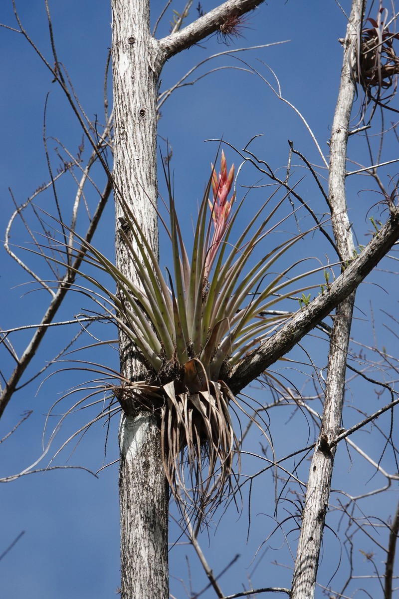 Tillandsia fasciculata var. densispica photo 6