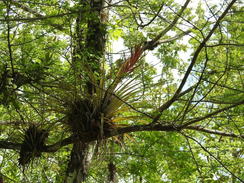 Tillandsia fasciculata var. densispica photo 7