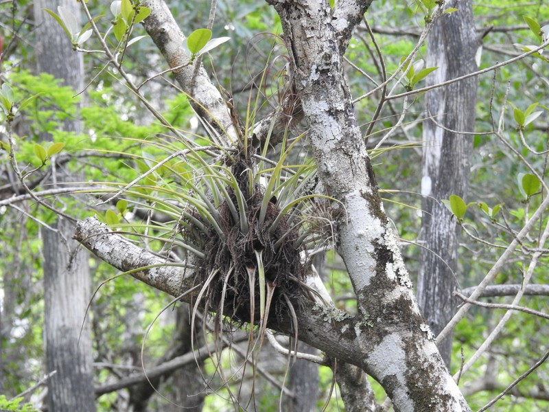 Tillandsia fasciculata var. densispica photo 8