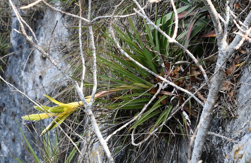 Tillandsia fasciculata var. fasciculata