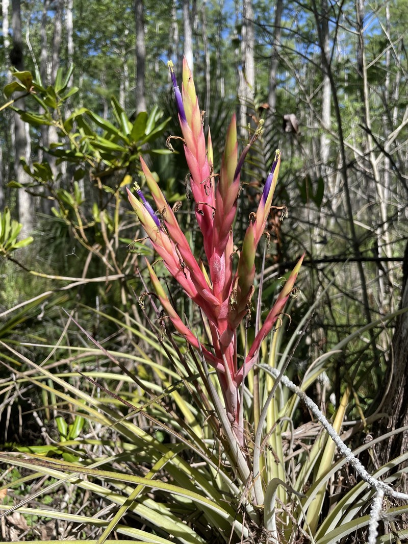 Tillandsia fasciculata var. fasciculata photo 2