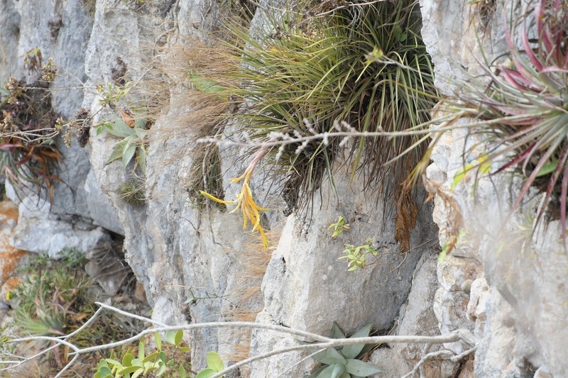 Tillandsia fasciculata var. fasciculata photo 3