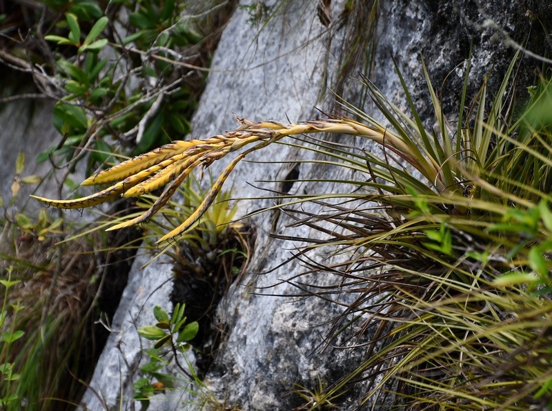 Tillandsia fasciculata var. fasciculata photo 4