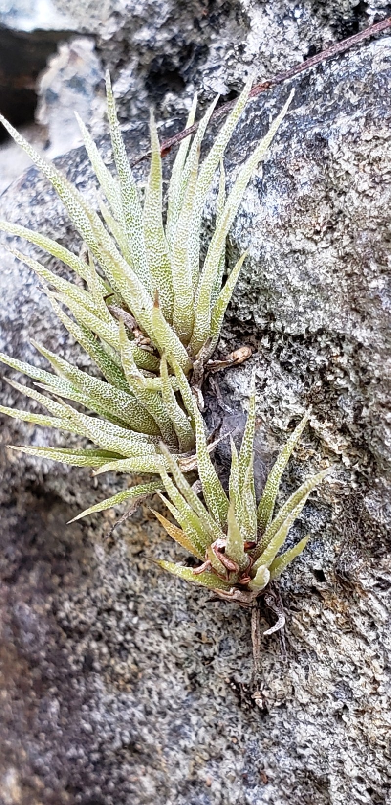 Tillandsia fasciculata var. fasciculata photo 5