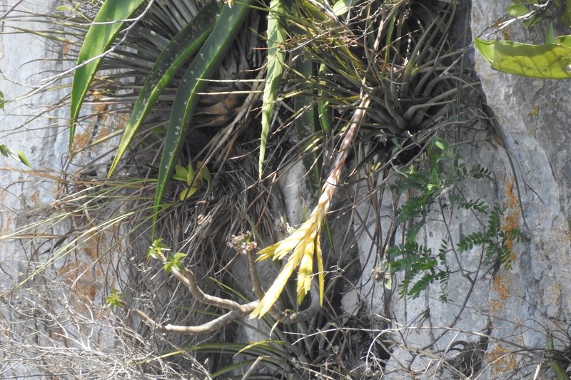 Tillandsia fasciculata var. fasciculata photo 6
