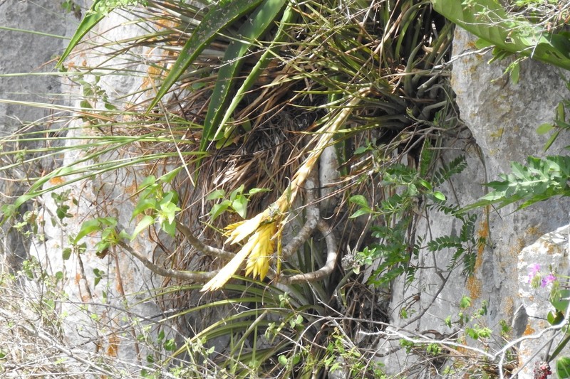 Tillandsia fasciculata var. fasciculata photo 7