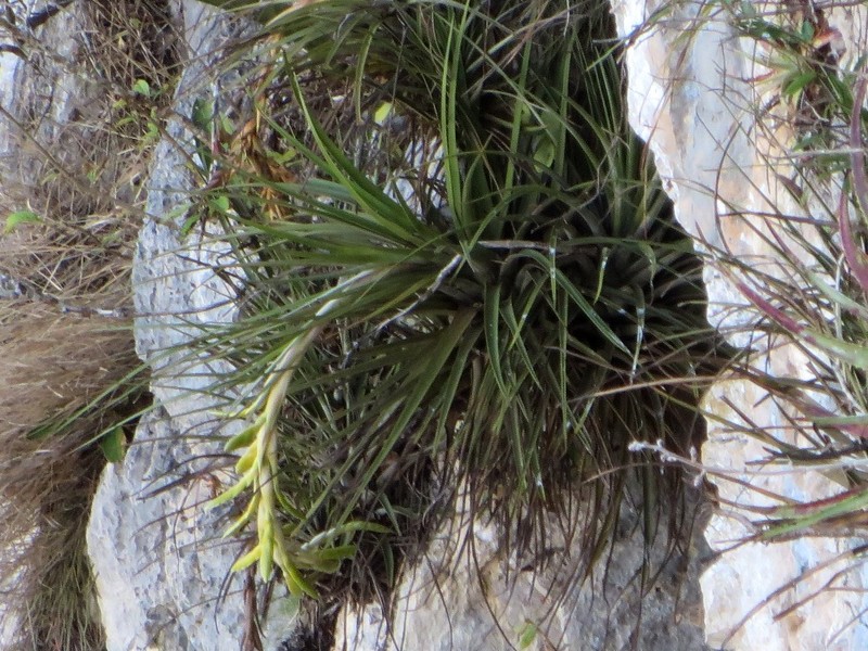 Tillandsia fasciculata var. fasciculata photo 8