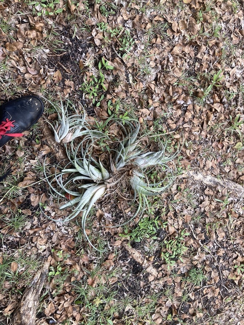 Twisted Airplant photo 2