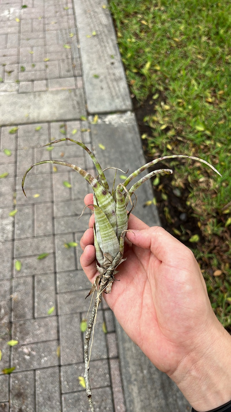 Twisted Airplant photo 3