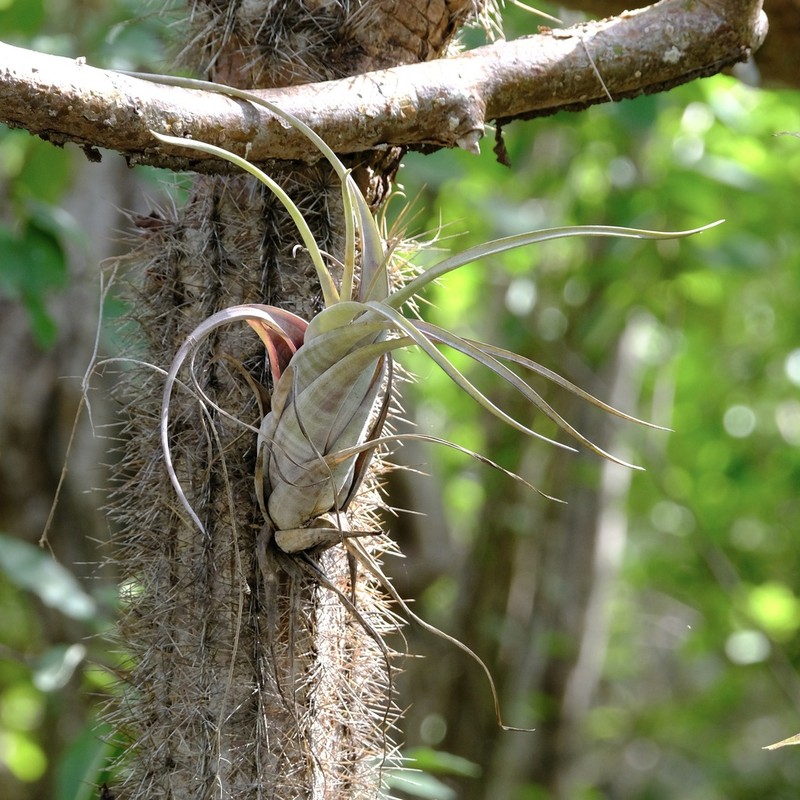 Twisted Airplant photo 4