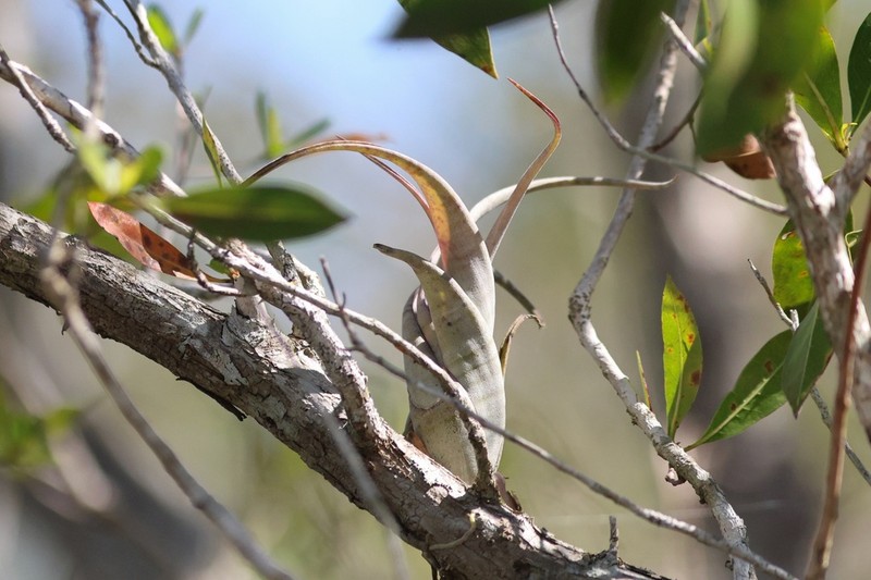 Twisted Airplant photo 5