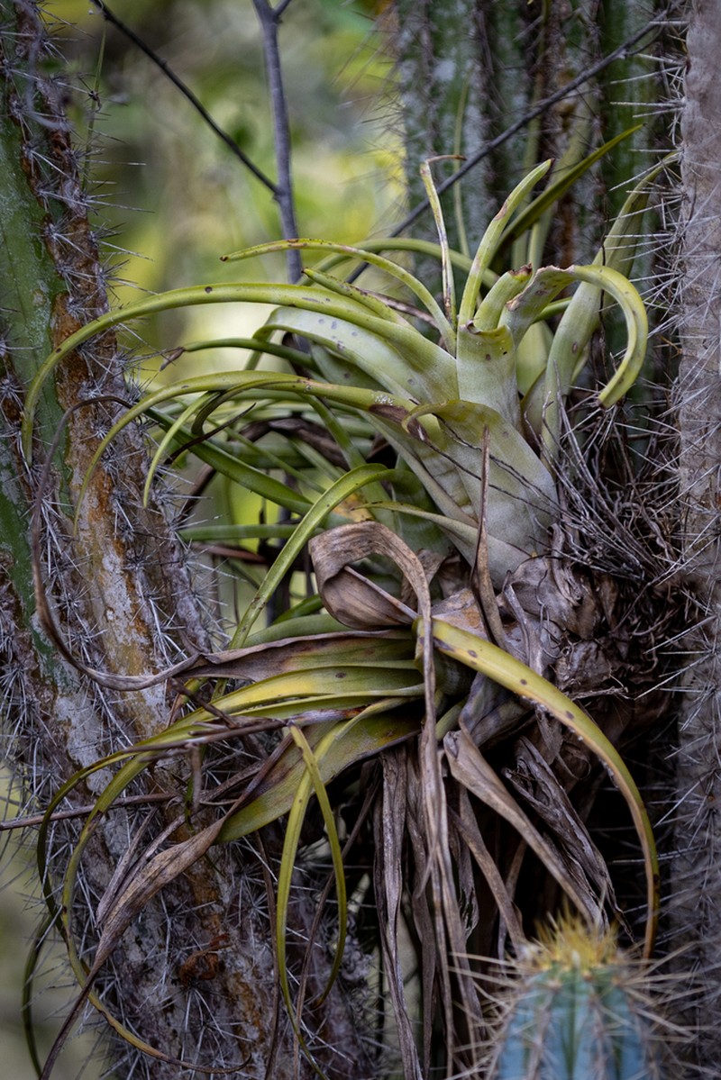 Twisted Airplant photo 7