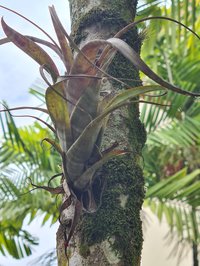 Twisted Airplant